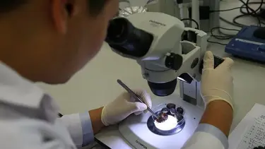 Hurma zeytininin gen haritası çıkarıldı