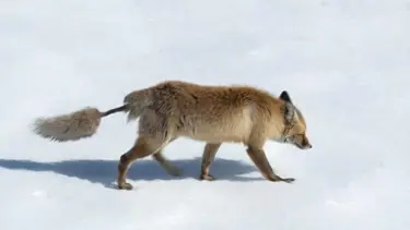 Artvin'de görüntülendi: Kızıl tilki, ilginç kuyruğuyla dikkat çekti