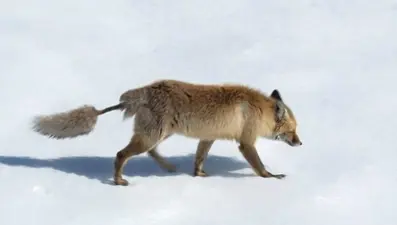 Artvin'de görüntülendi: Kızıl tilki, ilginç kuyruğuyla dikkat çekti