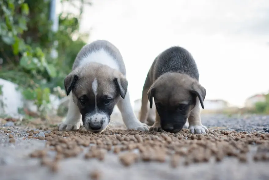 Dünyada kaç tane sokak hayvanı var? Ülkelere göre rakamlar 11