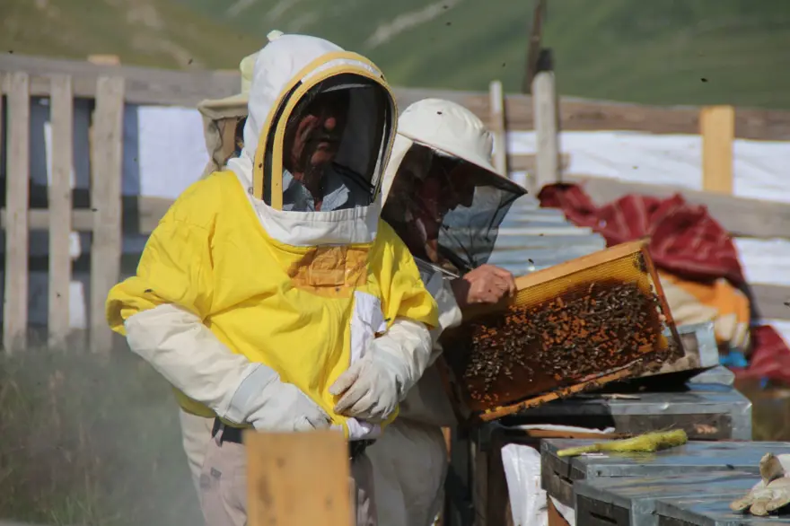 Anzer balında küçükbaş tehdidi 6