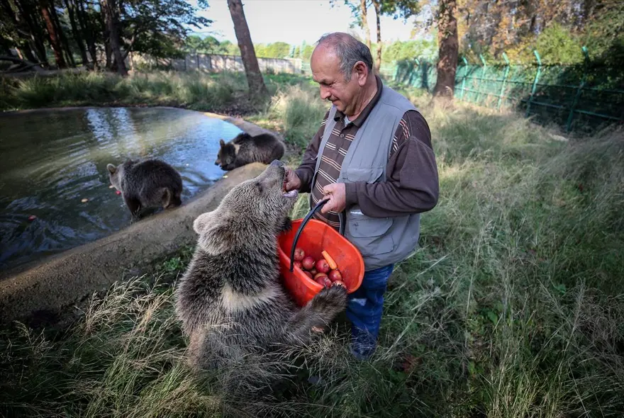 Türkiye'nin tek ayı barınağı Ovakorusu'nun maskotu oldular 19