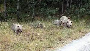 Ayı saldırısı tehdidi: Nemrut Krater Gölü ve Kalderası ziyarete kapatıldı