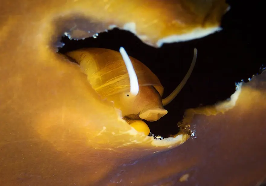 Beyaz Deniz'in harikaları 76