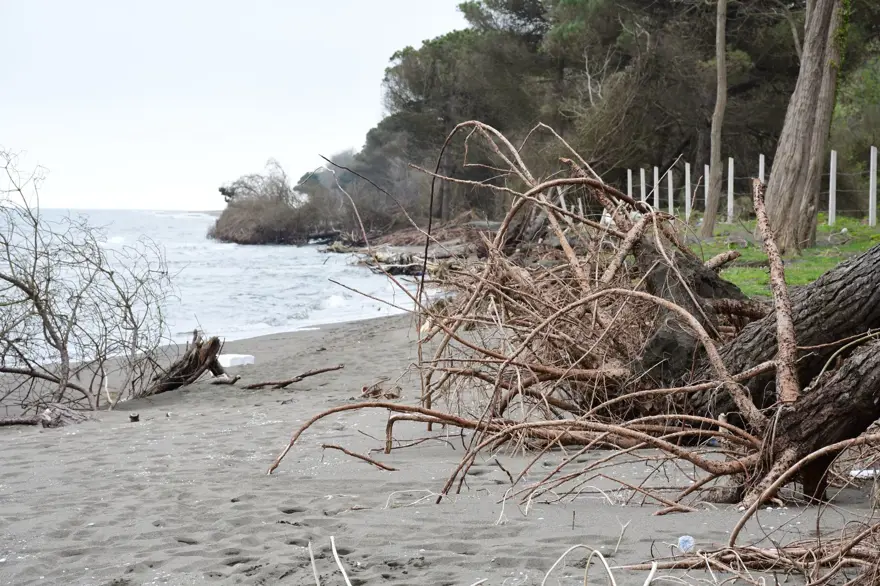 Terme Ovası'nda kıyı erozyonu ağaçları devirdi 6