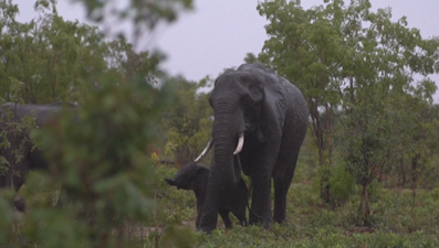 Zimbabve'de filler kuraklık kurbanı