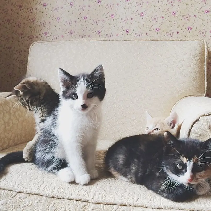 Hayatını kedileri kurtarmaya adadı 93