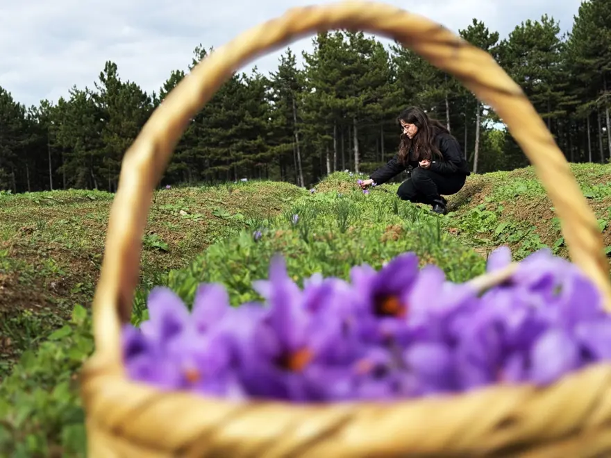 Dünyanın en pahalısı: Toplanıp tek tek ayıklanıyor, 1 kilosu 600 bin TL 6