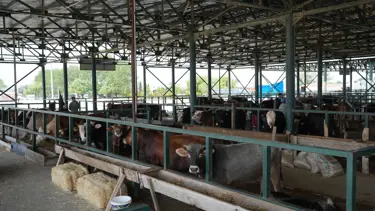 Eskişehir'de şap önlemi... Büyükşehir hayvan pazarı kapatıldı