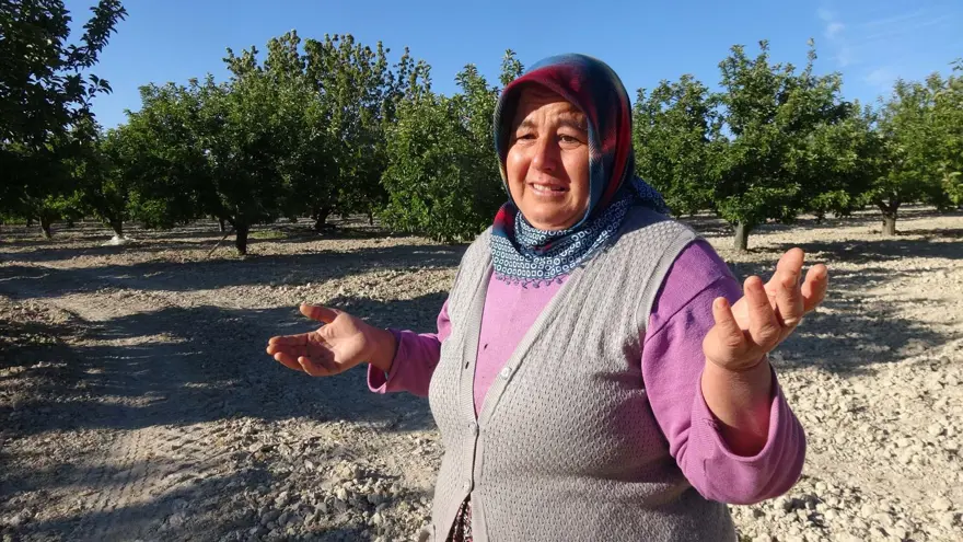 Mersin'de sıcaklık ani düştü, meyve bahçeleri zarar gördü 4 Mersin'de sıcaklık ani düştü, meyve bahçeleri zarar gördü 4