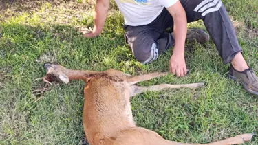 Ormanda bulunan yaralı karaca tedaviye alındı