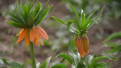 Şırnak’ta yılın ilk ‘ters laleleri’ açtı, koparana 70 bin lira ceza