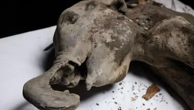 Türünün tek örneği: 130 bin yıllık yavru mamut bulundu!