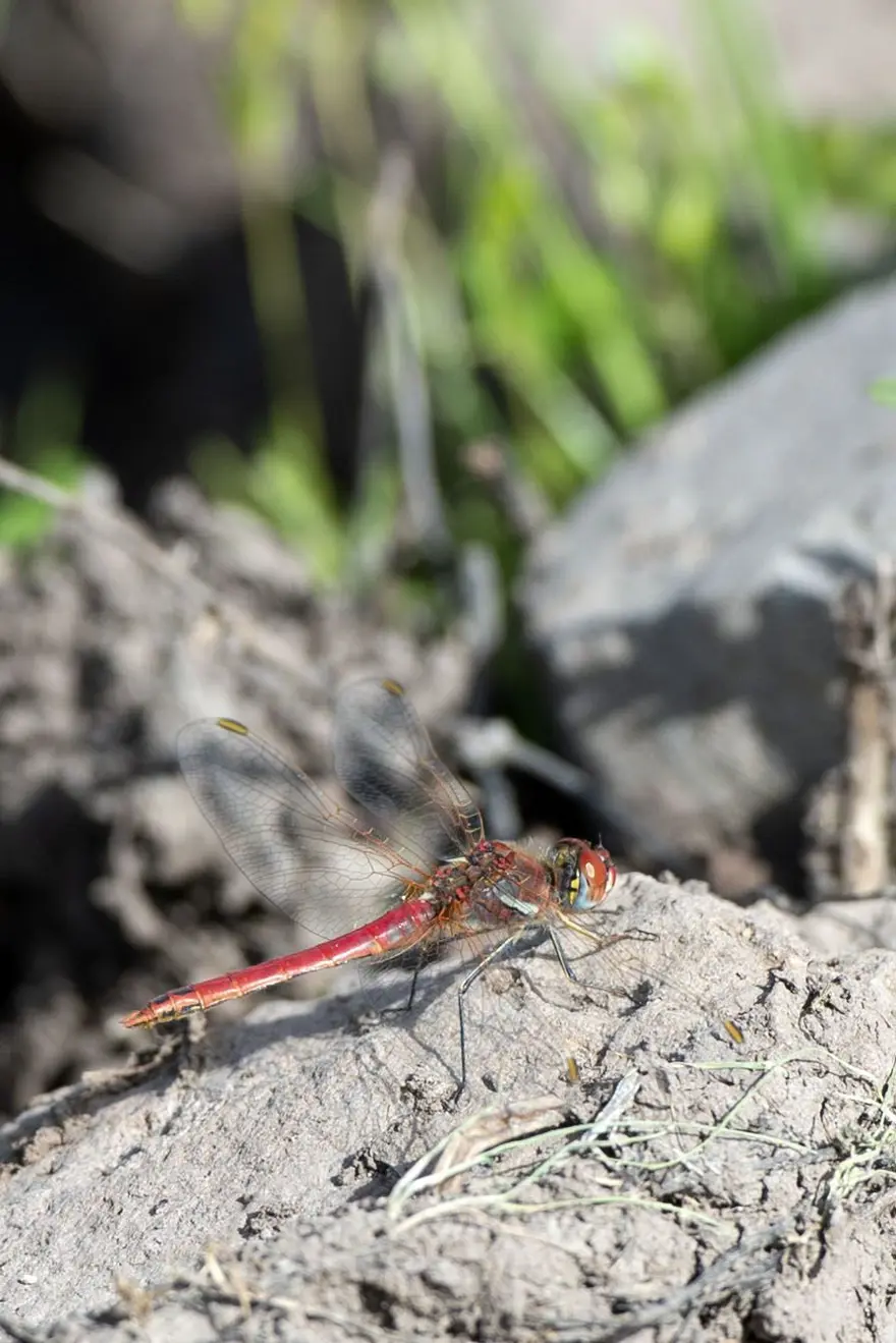 Sülüklü Göl'de ilkbahar renkleri 16