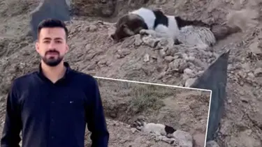Köpeğin vefası yürekleri dağladı: Sahibinin mezarından ayrılmıyor