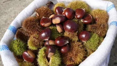 Gal arısına dayanıklı kestanenin hasadına başlandı