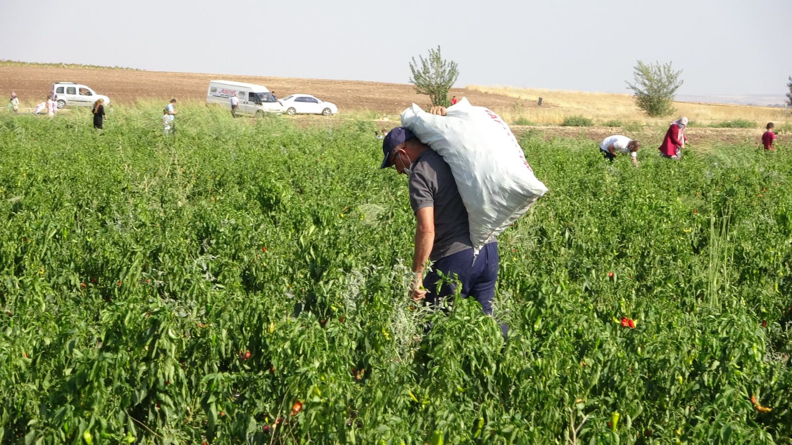 İstediği fiyata satamayınca tonlarca biberi vatandaşlara bıraktı