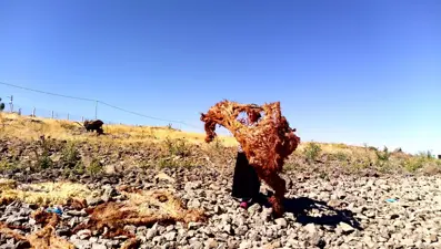 Ağrı'da asırlardır süregelen gelenek: Patnoslu kadınlar, çeyizlik yünleri yıkama mesaisine başladı