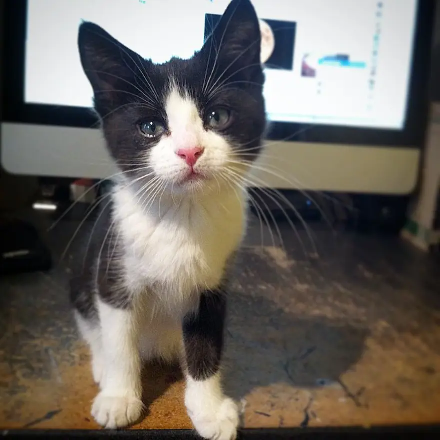 Hayatını kedileri kurtarmaya adadı 121