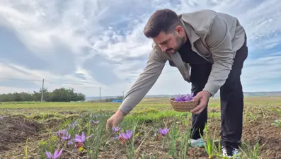 Bu baharatın kilosu 600 bin TL: Her gün sabah saatlerinde toplanıyor