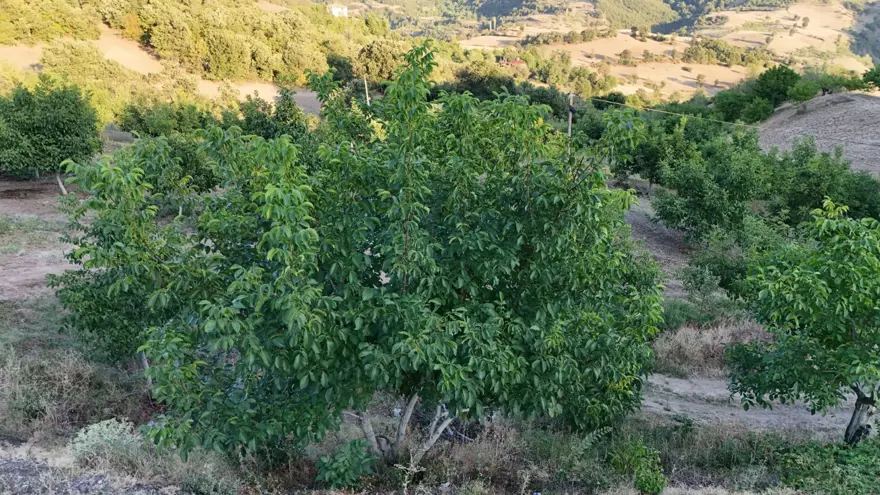 Zirai don vurdu: 2 bin 400 tonluk rekolte 25 tona düştü 2