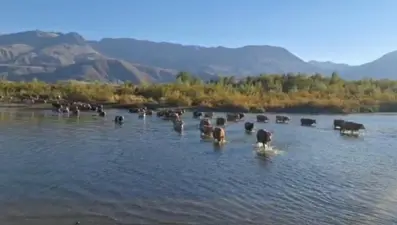 Kuraklığın fotoğrafı: Hayvanlar karşıya yürüyerek geçmeye başladı