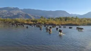 Kuraklığın fotoğrafı: Hayvanlar karşıya yürüyerek geçmeye başladı