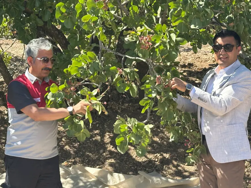 304 bin dekar alanda yetiştirildi: Hasadı başladı 3 304 bin dekar alanda yetiştirildi: Hasadı başladı 3