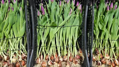 Toprak yerine suda yetişiyor, marketlerde tanesi 100 TL: En çok sarı ve beyaz tercih ediliyor