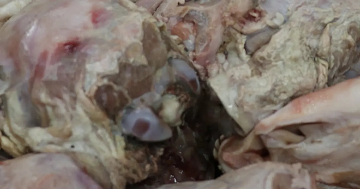 16 saatte pişen enerji ve şifa kaynağı: Görüntüsü ürkütücü, baltayla yarılarak servis ediliyor