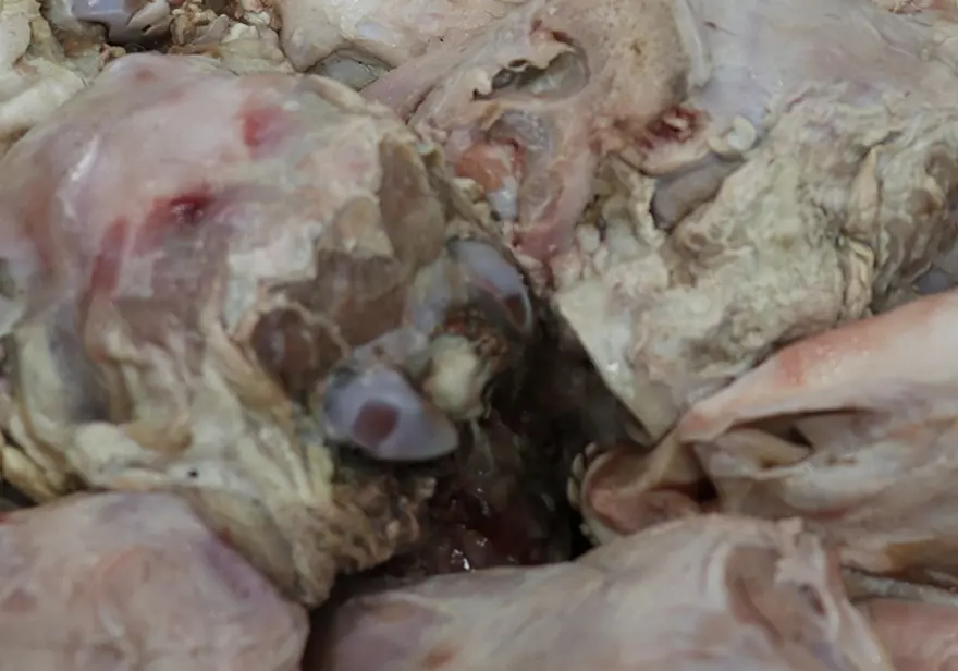 16 saatte pişen enerji ve şifa kaynağı: Görüntüsü ürkütücü, baltayla yarılarak servis ediliyor 