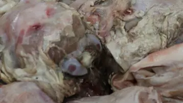 16 saatte pişen enerji ve şifa kaynağı: Görüntüsü ürkütücü, baltayla yarılarak servis ediliyor