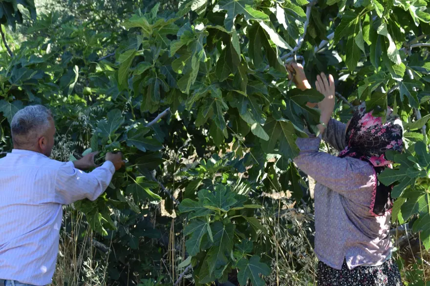 Sabahın erken saatlerinde dalından toplanıyor: Besleyici meyveye yurt dışından da talep var 4