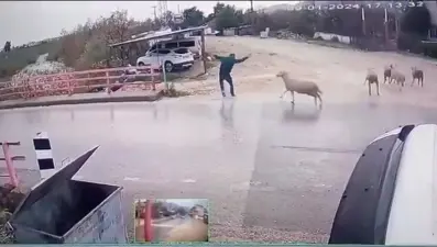 Karşıya geçerken araba değil koç çarptı!