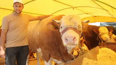 Kurban pazarının en büyüğü! Pazarın şampiyonu alıcısını bekliyor, tam 850 kilo geliyor