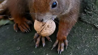 Katil sincapların yükselişi: Kemirgenler etoburlaşıyor mu?