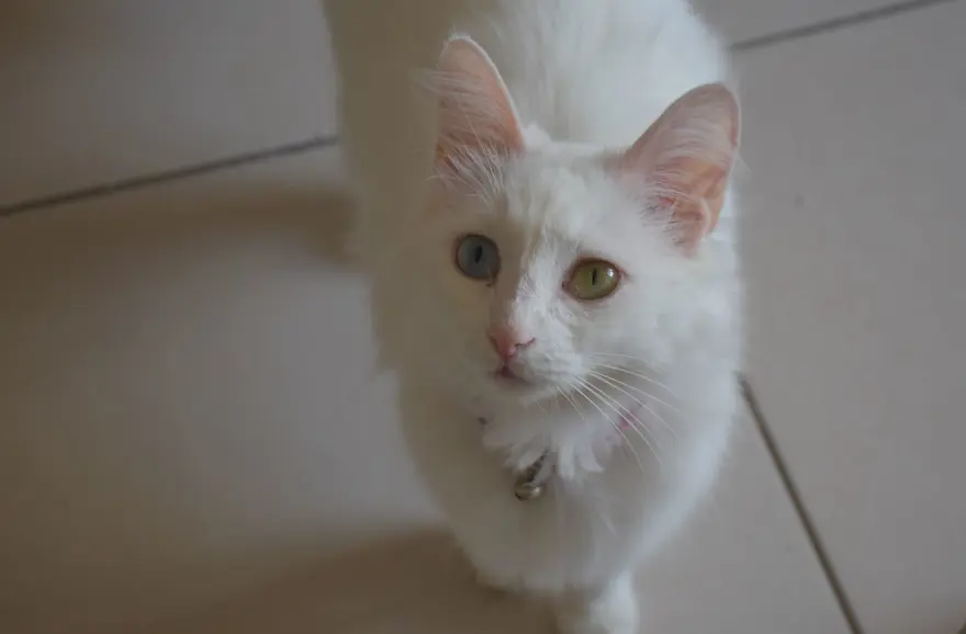 Van kedileri için koruma projesi: Yavru sayıları her yıl artacak 2 Van kedileri için koruma projesi: Yavru sayıları her yıl artacak 2