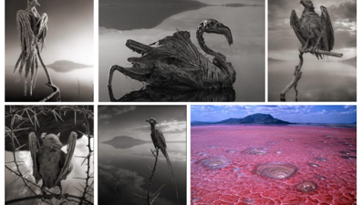 Dünyanın en ölümcül gölü Natron: Yaklaşan 'taş'a dönüyor