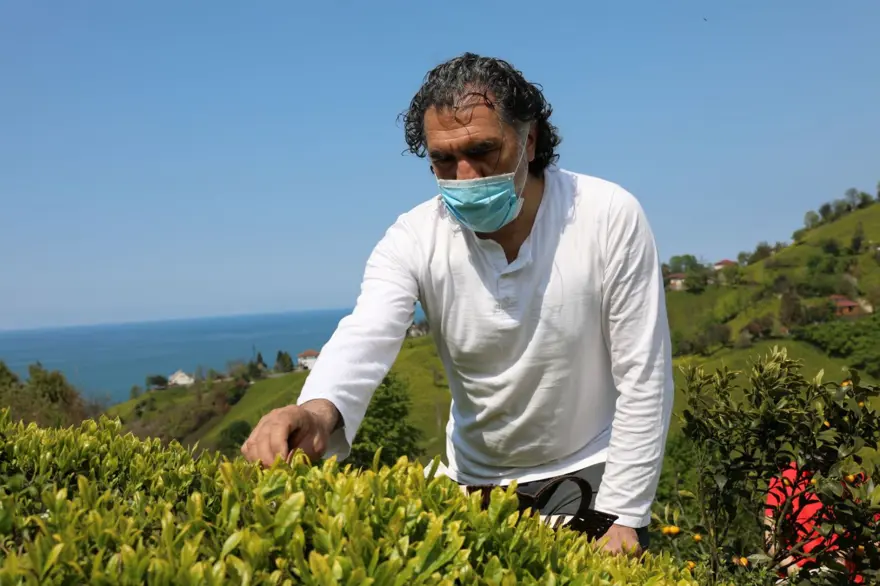 Beyaz çay hasadı başladı (Kilosu 4 bin 500 lira) 13 Beyaz çay hasadı başladı (Kilosu 4 bin 500 lira) 13