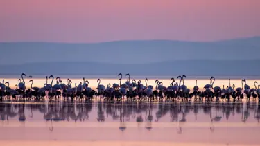 Allı turnanın diğer adı nedir? Allı turna ve flamingo aynı mı?