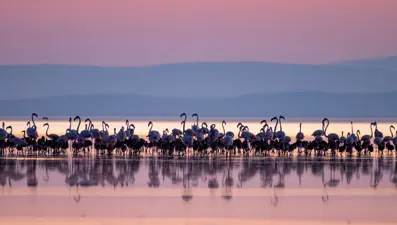 Allı turnanın diğer adı nedir? Allı turna ve flamingo aynı mı?