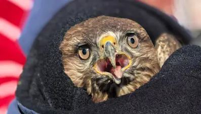 Yaralı şahin tedavi altında