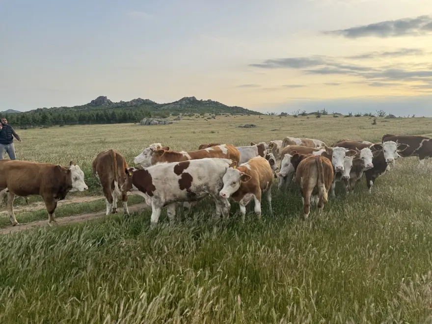 Kırklareli'nde büyükbaş hayvan operasyonu: Dron ile buldular 4 Kırklareli'nde büyükbaş hayvan operasyonu: Dron ile buldular 4