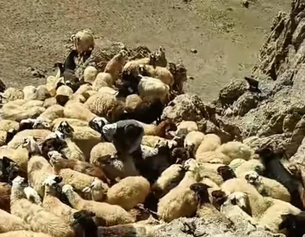 Van'da sürüye kurtlar saldırdı