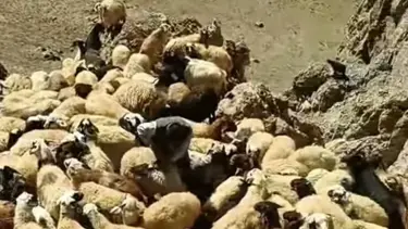 Van'da sürüye kurtlar saldırdı