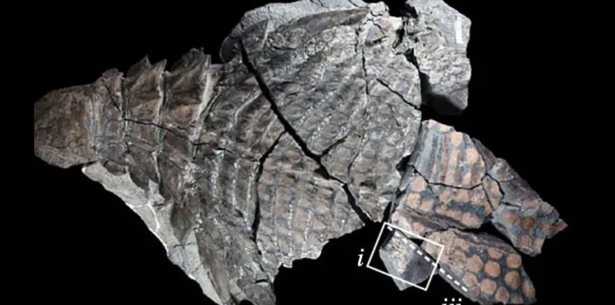110 milyonyıl önce ölen dinozorun “son akşam yemeği” 3
