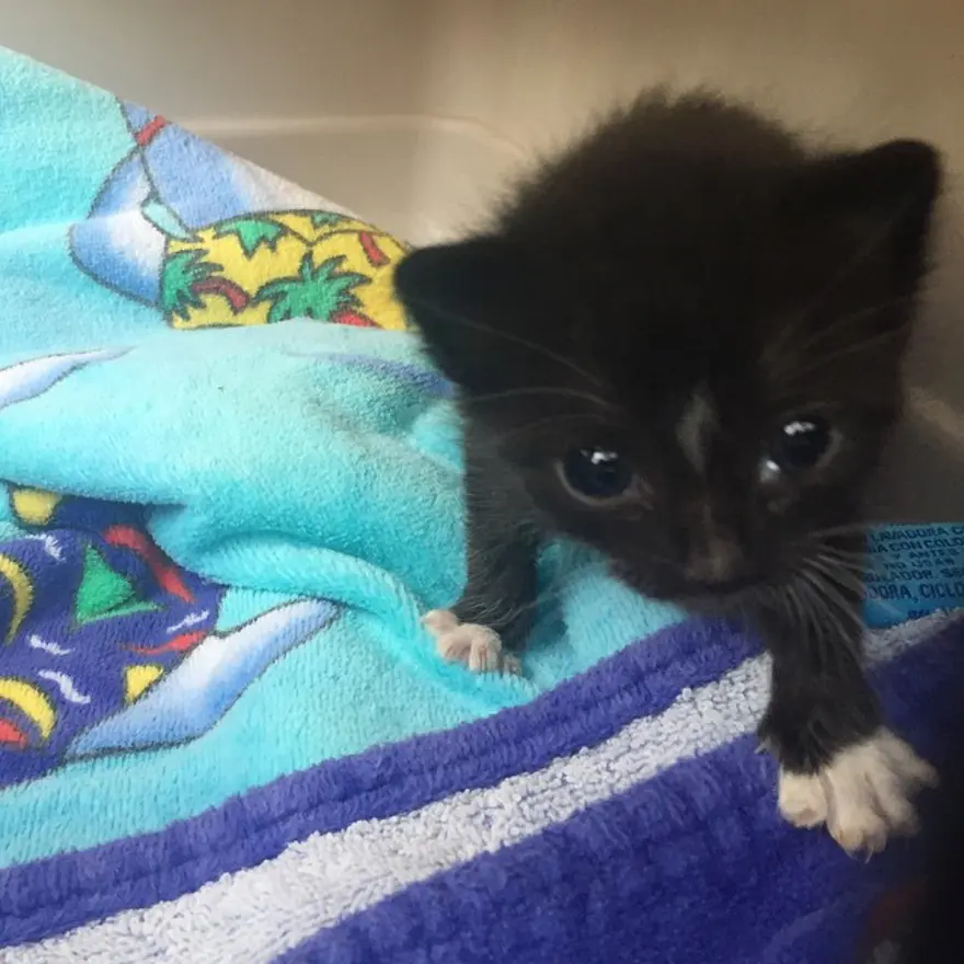 Hayatını kedileri kurtarmaya adadı 219