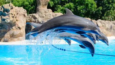 Tema parkında esaret altında tutulan 14 balina ve bir yunus öldü