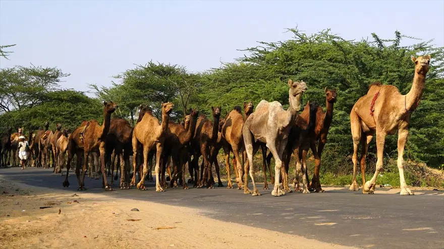 Hindistan'da Pushkar Deve Fuarı 8