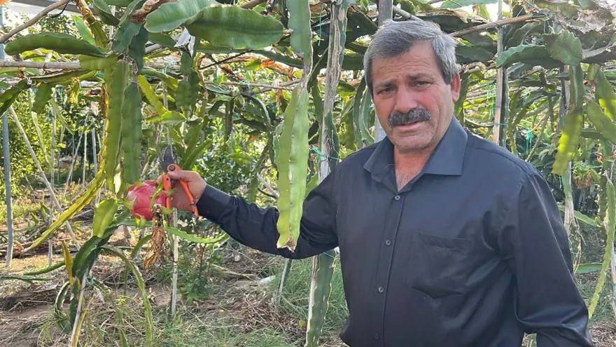 Hasat başladı, kilosu 180 TL'den alıcı buluyor... Bakımı domates, biber gibi 5 Hasat başladı, kilosu 180 TL'den alıcı buluyor... Bakımı domates, biber gibi 5